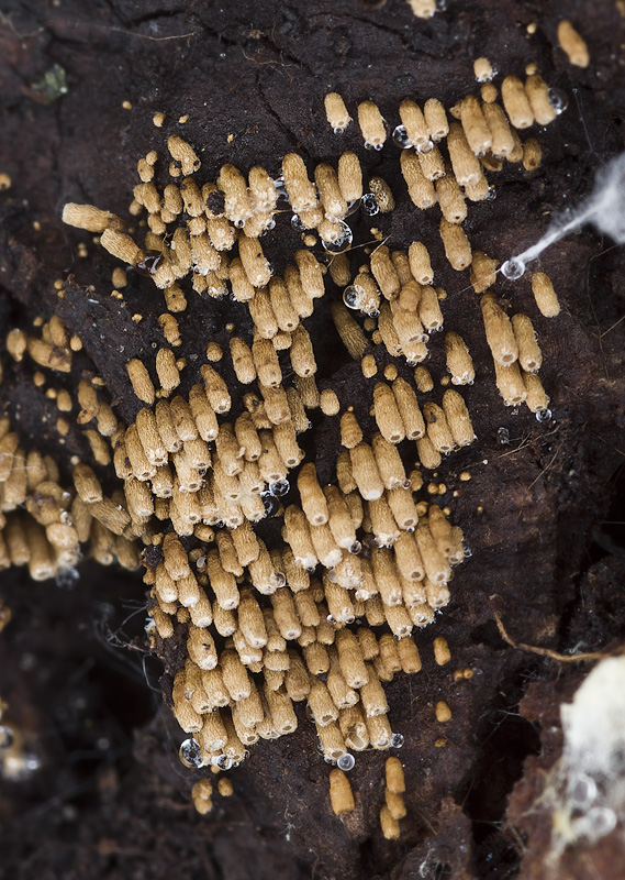 Merismodes ochracea